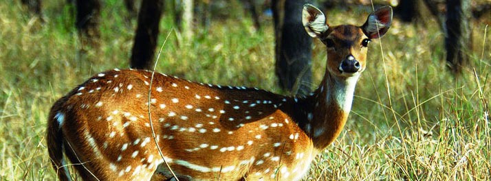 1771/The Riverwood Forest Retreats - Dooars 20.jpg